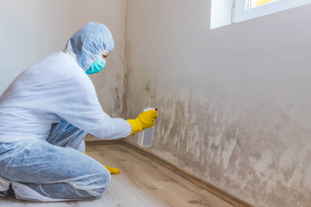 Licensed Basement Mold Remediation service in Canton, IL - WQB Mold Removal