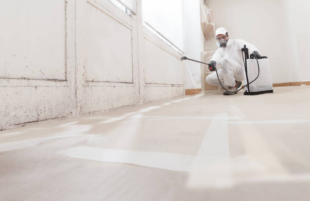 24/7 Emergency Basement Mold Remediation experts in Canton, IL
