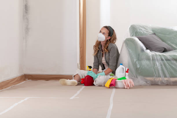 Reliable Basement Mold Remediation contractor in Canton, IL by WQB Mold Removal