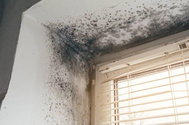 Affordable Basement Mold Remediation solutions in Canton, IL